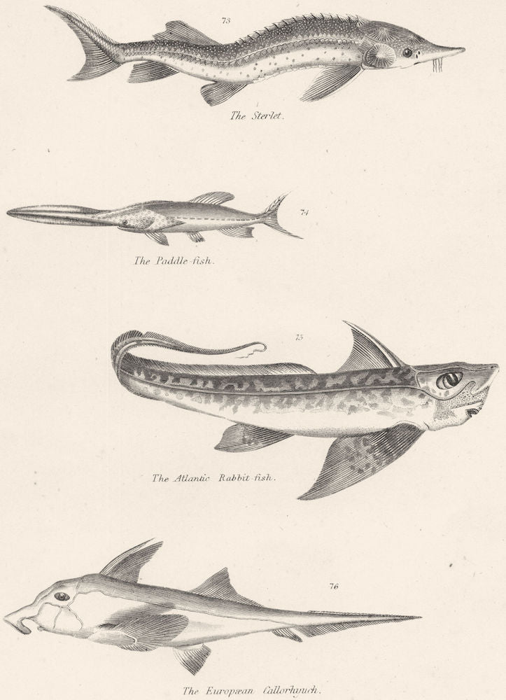 FISH. Fishes. Sterlet; Paddle; Atlantic Rabbit; European Callorhyuch 1860